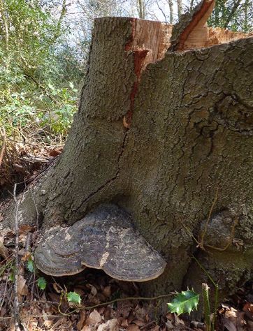 A large bracket at the base of a failed beech at Burnham Beeches, Buckinghamshire.